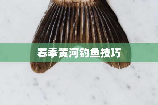 春季黄河钓鱼技巧
