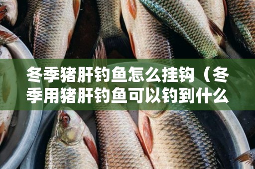 冬季猪肝钓鱼怎么挂钩（冬季用猪肝钓鱼可以钓到什么鱼）