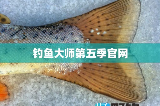 钓鱼大师第五季官网