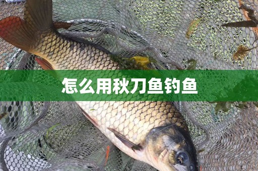 怎么用秋刀鱼钓鱼