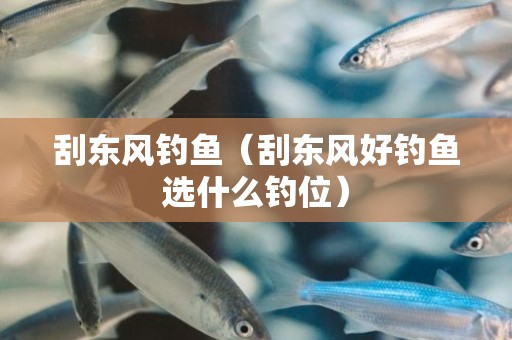 刮东风钓鱼（刮东风好钓鱼选什么钓位）