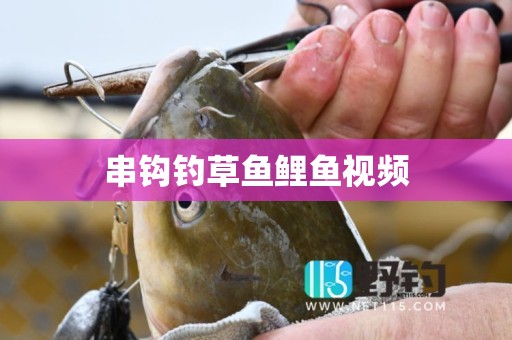 串钩钓草鱼鲤鱼视频