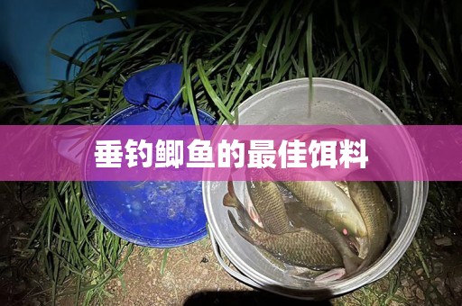 垂钓鲫鱼的最佳饵料