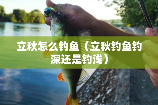立秋怎么钓鱼（立秋钓鱼钓深还是钓浅）