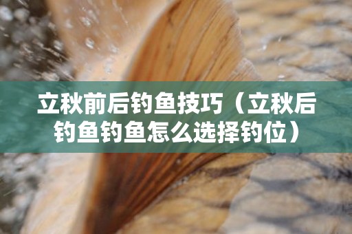 立秋前后钓鱼技巧（立秋后钓鱼钓鱼怎么选择钓位）
