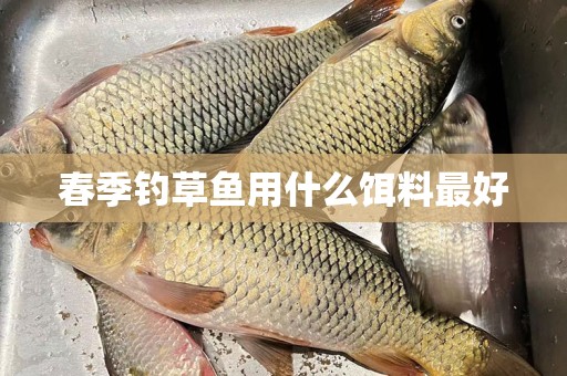 春季钓草鱼用什么饵料最好