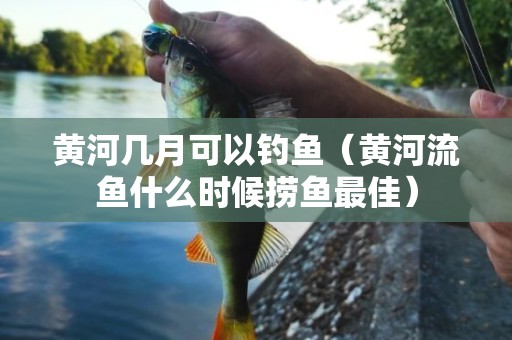 黄河几月可以钓鱼（黄河流鱼什么时候捞鱼最佳）