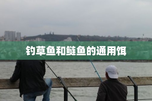 钓草鱼和鲢鱼的通用饵