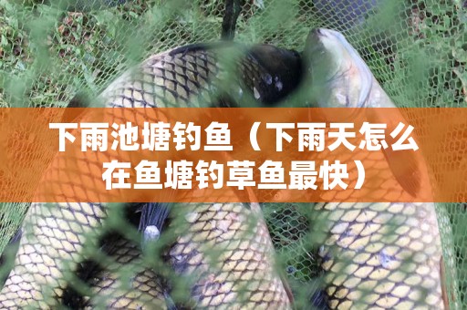 下雨池塘钓鱼（下雨天怎么在鱼塘钓草鱼最快）