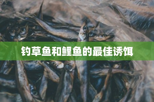 钓草鱼和鲤鱼的最佳诱饵