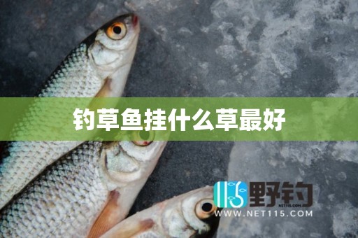 钓草鱼挂什么草最好