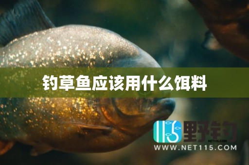 钓草鱼应该用什么饵料