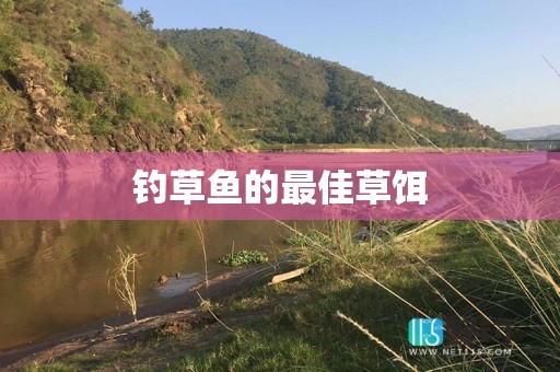 钓草鱼的最佳草饵