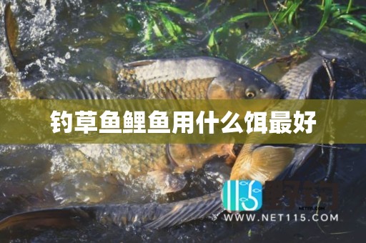 钓草鱼鲤鱼用什么饵最好