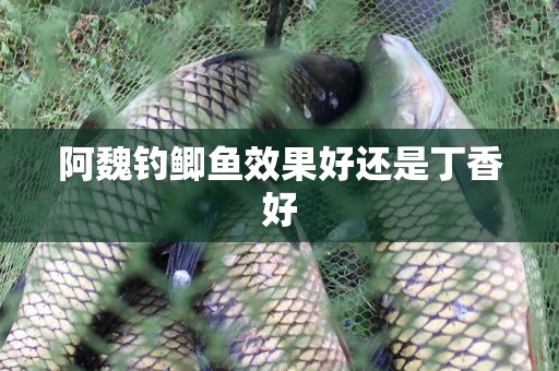 阿魏钓鲫鱼效果好还是丁香好