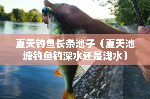 夏天钓鱼长条池子（夏天池塘钓鱼钓深水还是浅水）
