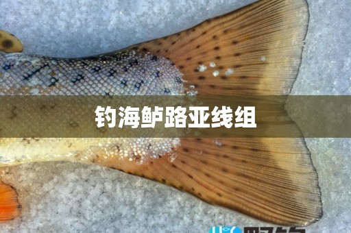 钓海鲈路亚线组