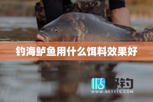 钓海鲈鱼用什么饵料效果好