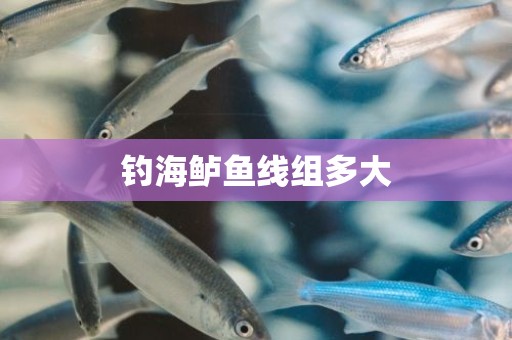 钓海鲈鱼线组多大