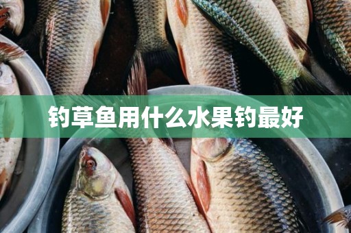 钓草鱼用什么水果钓最好