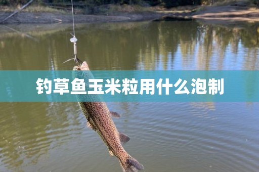 钓草鱼玉米粒用什么泡制