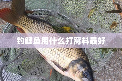 钓鲤鱼用什么打窝料最好