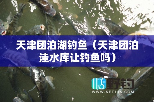 天津团泊湖钓鱼（天津团泊洼水库让钓鱼吗）