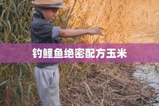 钓鲤鱼绝密配方玉米