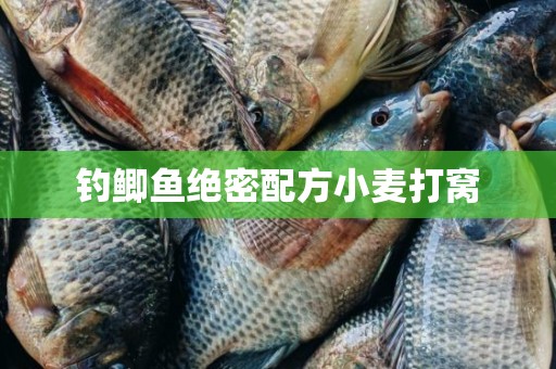 钓鲫鱼绝密配方小麦打窝