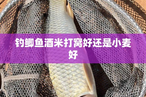 钓鲫鱼酒米打窝好还是小麦好