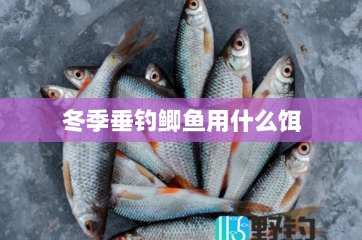 冬季垂钓鲫鱼用什么饵
