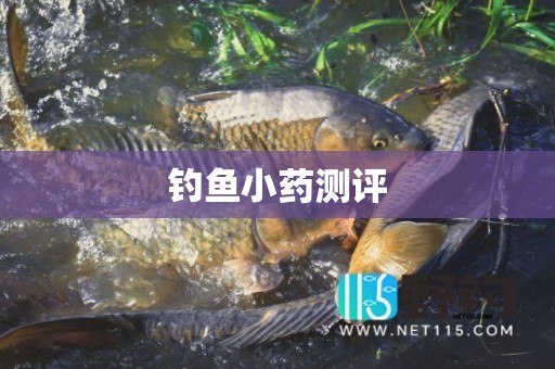 钓鱼小药测评