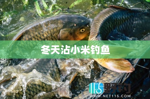 冬天沾小米钓鱼