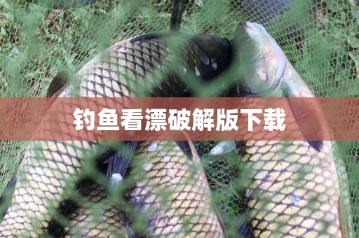 钓鱼看漂破解版下载