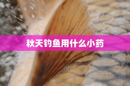 秋天钓鱼用什么小药