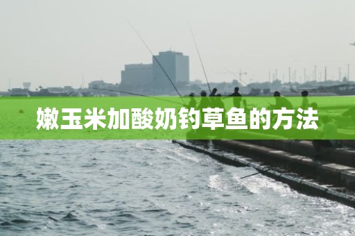 嫩玉米加酸奶钓草鱼的方法
