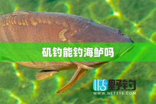 矶钓能钓海鲈吗