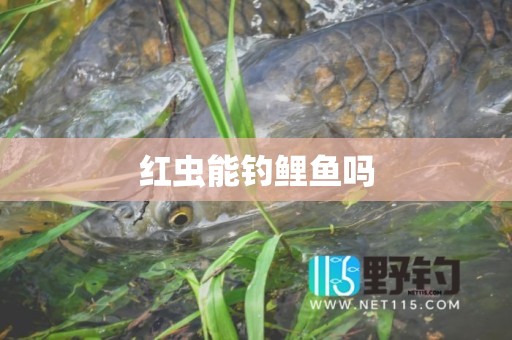 红虫能钓鲤鱼吗