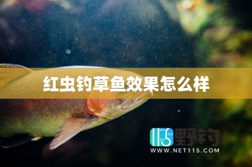 红虫钓草鱼效果怎么样