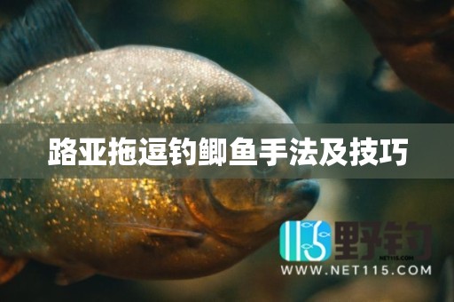 路亚拖逗钓鲫鱼手法及技巧