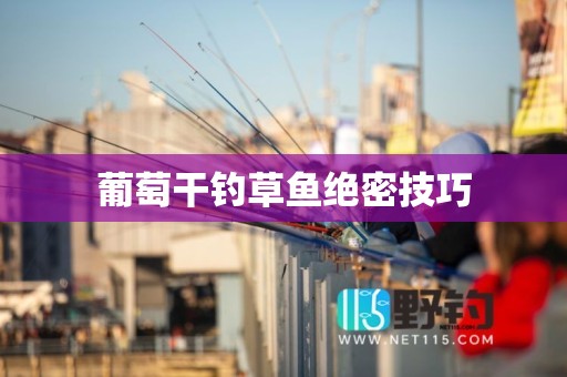 葡萄干钓草鱼绝密技巧
