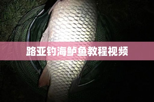 路亚钓海鲈鱼教程视频