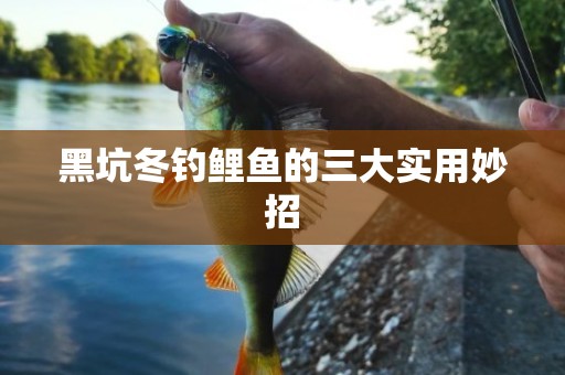 黑坑冬钓鲤鱼的三大实用妙招