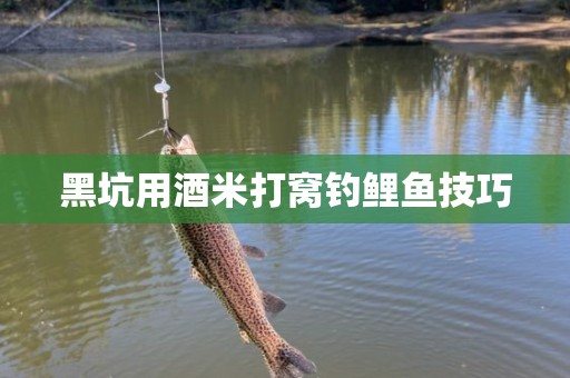 黑坑用酒米打窝钓鲤鱼技巧