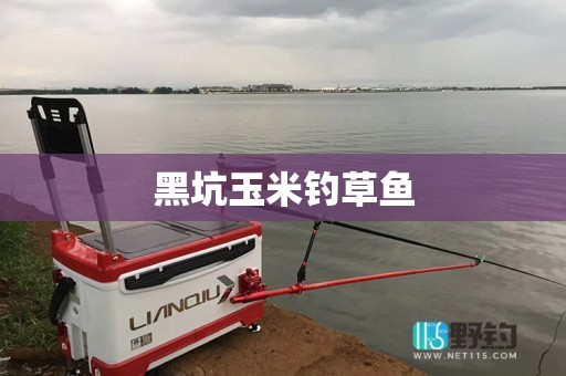 黑坑玉米钓草鱼