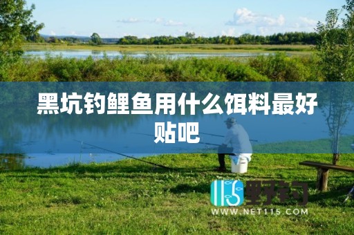 黑坑钓鲤鱼用什么饵料最好贴吧