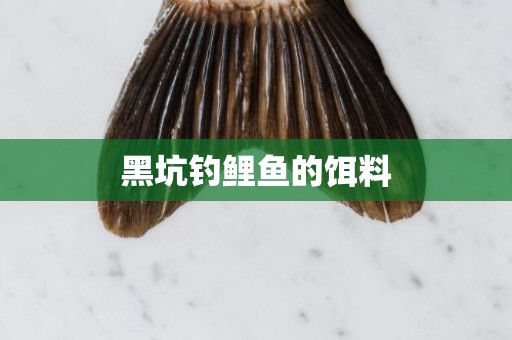 黑坑钓鲤鱼的饵料