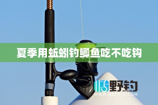 夏季用蚯蚓钓鲫鱼吃不吃钩
