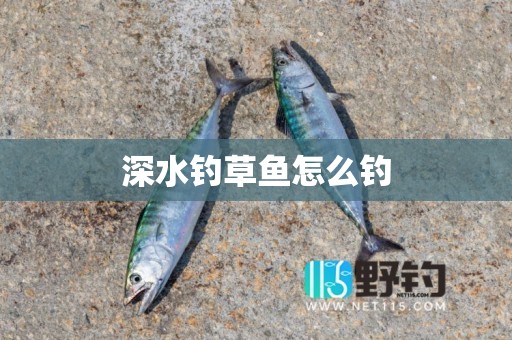 深水钓草鱼怎么钓