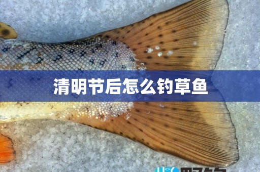 清明节后怎么钓草鱼